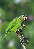 Yellow-billed Parrotborder=